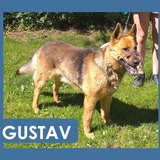  Gustav