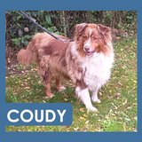  Coudy