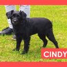  Cindy