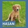  Hasan