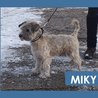  Miky