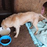  Labrador - hledá majitele