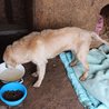  Labrador - hledá majitele