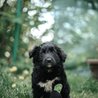  REZERVACE - Tami - úžasná  psí slečna hledá ten nejlepší domov