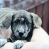  REZERVACE -Nina - malá psí slečna hledá ten nejlepší domov