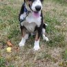  Oreo - x border kólie, pes 6 měsíců, 11 kg