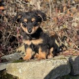  REZERVACE  -Vilík - maličkatý psí chlapeček hledá milující domov