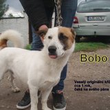  Bobo