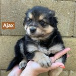  Ajax