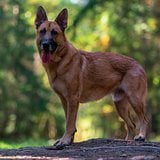  Buddy