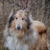  Lassie