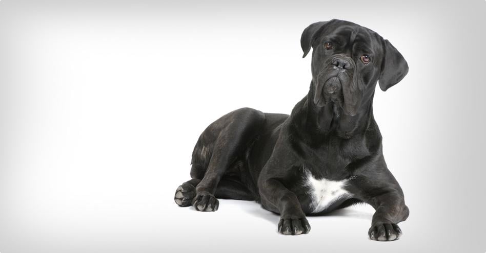 Italský corso pes (Cane Corso) Italský corso pes (Cane Corso)