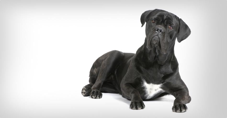  Italský corso pes (Cane Corso)