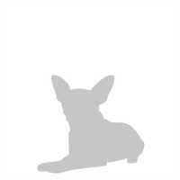  Norský losí pes šedý