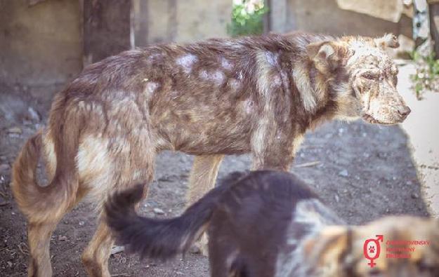  Antiparazitika pro psy v romských osadách
