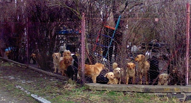  Sbírka na náklady 40 psů z kauzy Týnec