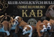 Logo: KAB ČR Klub anglických bulldogů České republiky