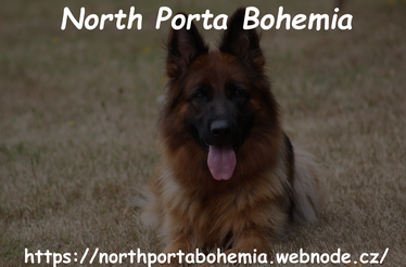  North Porta Bohemia