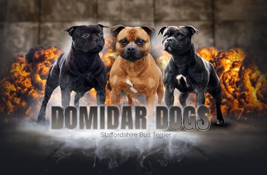  DOMIDAR DOGS