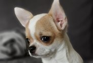Logo: BORN TO BE STAR chihuahua kennel