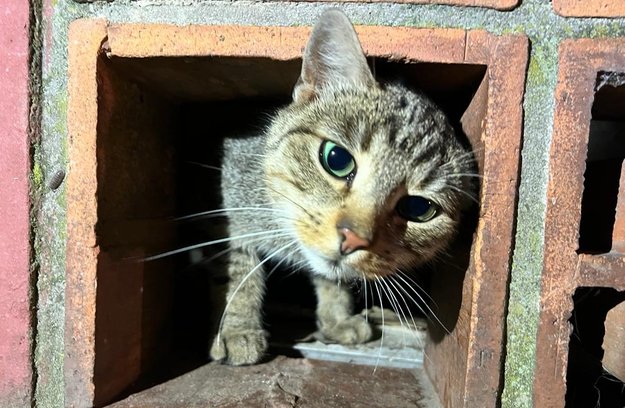  Sbírka na péči a kastrace koček bez domova v okolí Příbrami